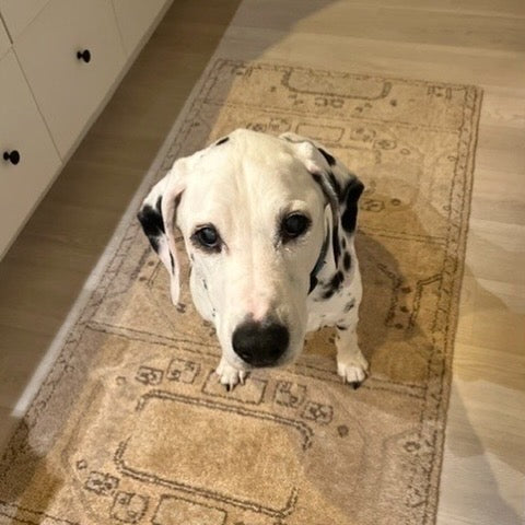 A Dalmatian dog looking up at the camera while standing on a beige patterned area rug in a home interior with light wood flooring and white cabinets.